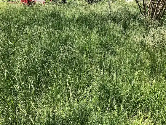 Before: a lawn of tall, shaggy grass that has not been mowed for weeks (illustrative stock photo)