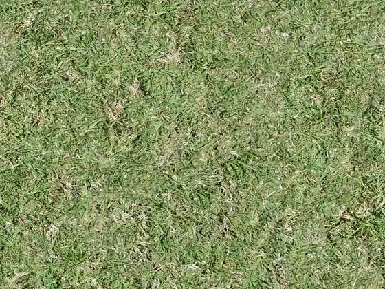Before: close view of thin, patchy turf with pale and bare spots (illustrative stock photo)